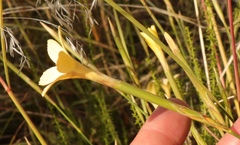 Dianthus caespitosus
