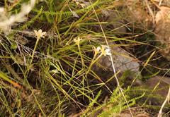 Dianthus caespitosus