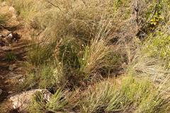 Dianthus caespitosus