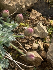 Papaver alboroseum