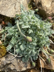 Papaver alboroseum