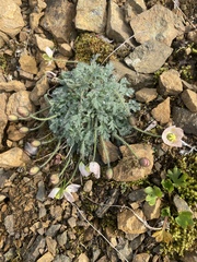 Papaver alboroseum