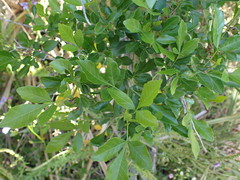 Allophylus decipiens