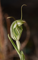 Pterostylis scabra