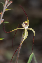 Caladenia xantha