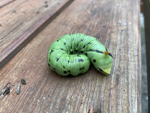 Agrius convolvuli