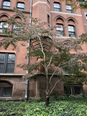 Cornus florida