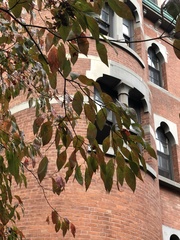 Cornus florida