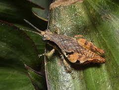 Eujivarus meridionalis