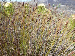 Nevillea obtusissima