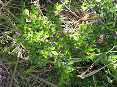 Allophylus decipiens