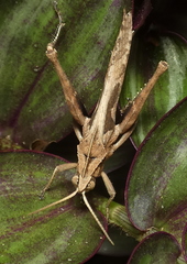 Xyleus discoideus angulatus