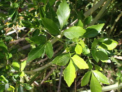 Allophylus decipiens