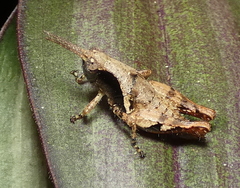 Eujivarus meridionalis