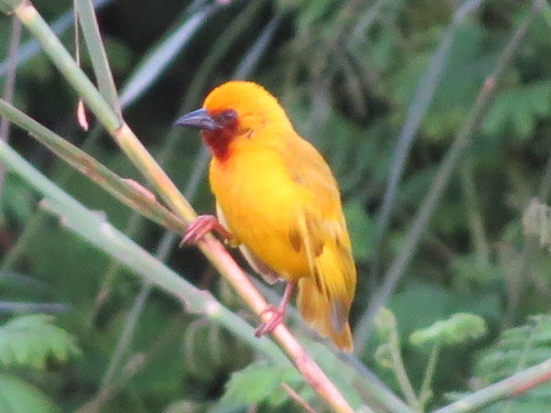 Southern Brown-throated Weaver