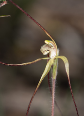Caladenia xantha