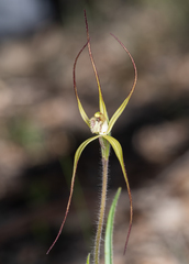 Caladenia xantha