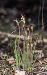 Caladenia xantha