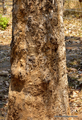 Madhuca longifolia latifolia