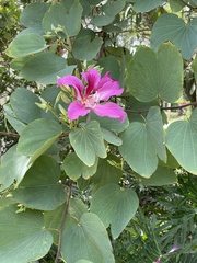 Bauhinia × blakeana