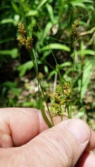 Carex caroliniana