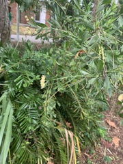 Baccharis glomeruliflora