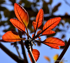 Madhuca longifolia latifolia