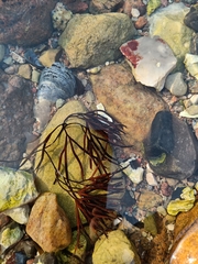 Furcellaria lumbricalis