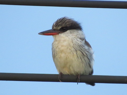 Striped Kingfisher