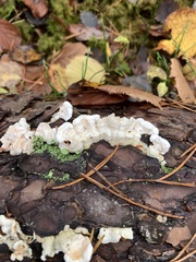 Skeletocutis amorpha