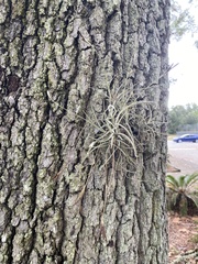 Tillandsia recurvata image