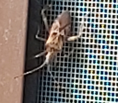 Leptoglossus occidentalis