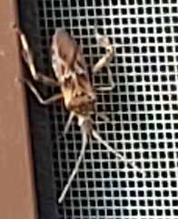 Leptoglossus occidentalis