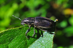 Naupactus tremolerasi
