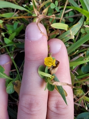 Chamaecrista rotundifolia