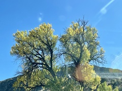 Populus deltoides wislizenii