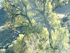 Populus deltoides wislizenii