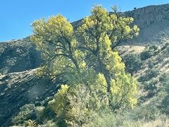 Populus deltoides wislizenii