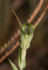 Pterostylis scabra