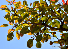 Madhuca longifolia latifolia