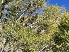 Populus deltoides wislizenii