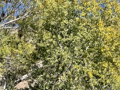 Populus deltoides wislizenii