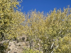 Populus deltoides wislizenii