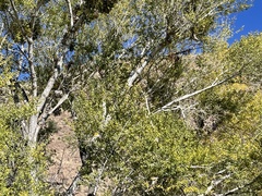 Populus deltoides wislizenii