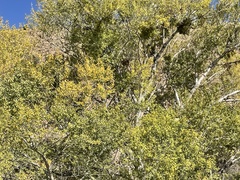 Populus deltoides wislizenii