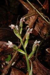 Hapalorchis