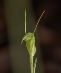 Pterostylis crispula