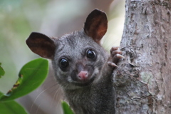Trichosurus vulpecula arnhemensis