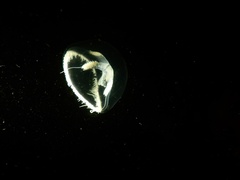 Ptychogena lactea