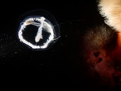 Ptychogena lactea